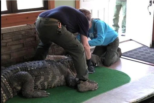 У жителя Нью-Йорка отобрали 30-летнего слепого аллигатора. Он намерен его вернуть