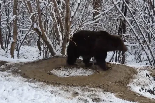 Румынская медведица по кличке Ина больше семи лет бродит по воображаемому вольеру. До этого с животным жестоко обращались в зоопарке