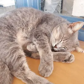 Коты — самые целеустремленные животные на свете. И вот 13 фотодоказательств