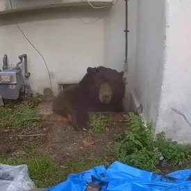 В Калифорнии медведя не могли выгнать из дома 37 дней