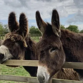 Познакомьтесь с Дерриком и Бамбу — парой очаровательных ослов из Британии, которые установили сразу два мировых рекорда Познакомьтесь с Дерриком и Бамбу — парой очаровательных ослов из Британии, которые установили сразу два мировых рекорда