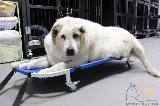 Весивший 100 кг пес Кругетс из Нижнего Новгорода похудел уже на 36 кг