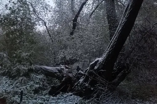 В Москве из-за снегопада упала «допетровская ива»