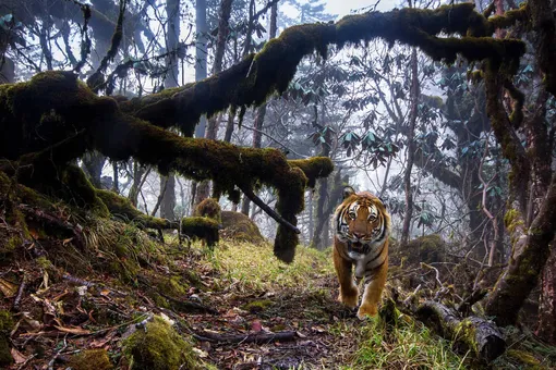 Бенгальский тигр (подвид находится под угрозой исчезновения) в гималайском лесу в Бутане.