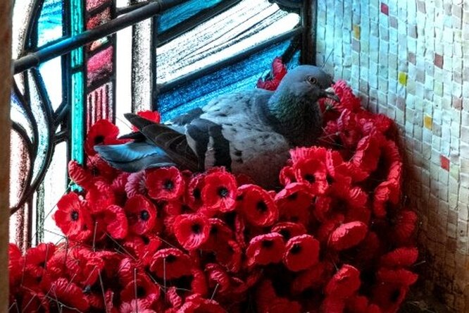 В Австралии с могилы Неизвестного солдата стали пропадать цветы. Оказалось, их похищал голубь — чтобы свить себе гнездо