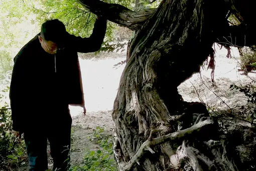 В Тибете обнаружили 400-летнюю виноградную лозу