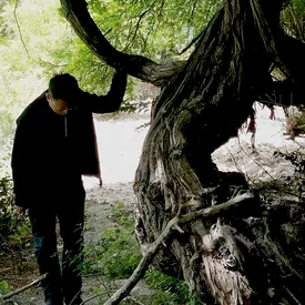 В Тибете обнаружили 400-летнюю виноградную лозу