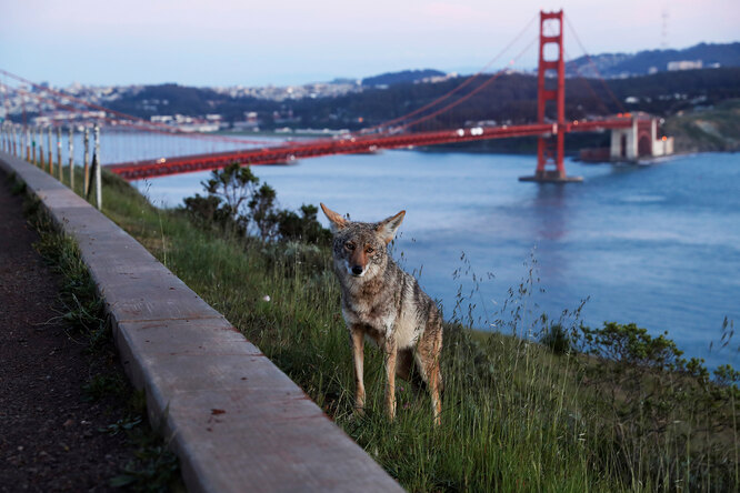 Койот позирует на фоне знаменитого моста «Золотые ворота» в Сан-Франциско