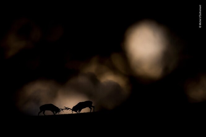 Молодой бельгийский фотограф Мишель д'Ольтремон запечатлен дерущихся оленей. Он победил в категории «лучшее портфолио».