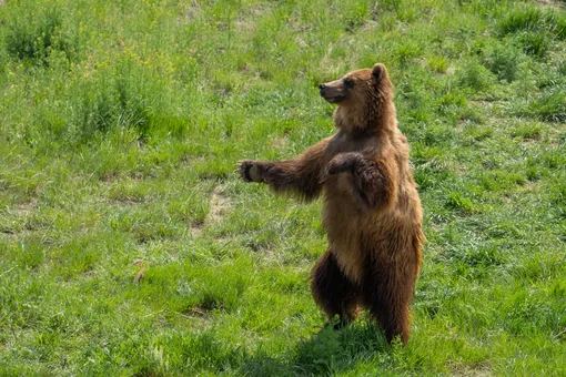 В Ярославской области спасли медведя, провалившегося в колодец