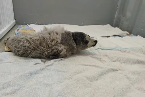 В Приморье спасли трех тюленят, разлучившихся с мамой