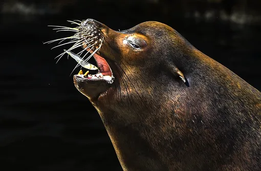 A sea lion catches a fish during avery hot day in the zoo in Skopje, Republic of North Macedonia on 30 July 2020. Due to a heatwave with temperatures around 40 degrees Celsius, the workers from Skopje's zoo, prepared and served special frozen food and fruits for the animals. EPA-EFE/GEORGI LICOVSKI