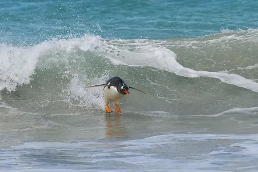 Elmar Weiss with «Surfing....South Atlantic Style!»