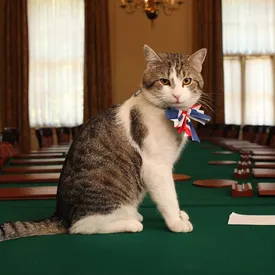 О 18-летнем коте британского премьера снимут документальный сериал