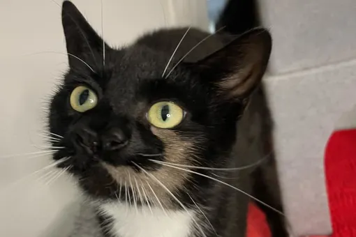 В британский приют отдали кошку с двумя носами. Благодаря популярности в СМИ ей быстро нашли новый дом