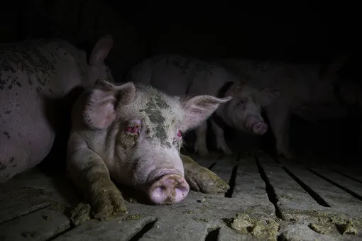 2021 Photo Contest, Environment, Stories, NomineeInside the Spanish Pork Industry: The Pig Factory of EuropePhotographerAitor Garmendia