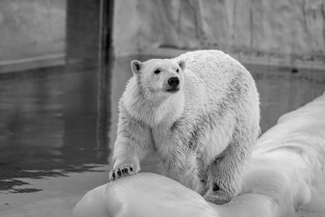 В екатеринбургском зоопарке умерла 25-летняя медведица Айна