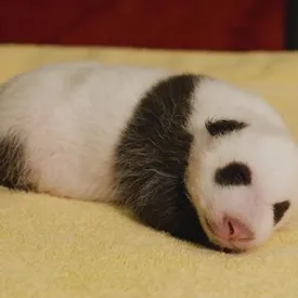 Зоопарк в США показал трогательные видео с новорожденной пандой