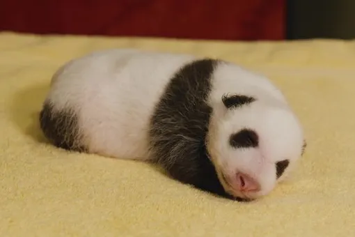 Зоопарк в США показал трогательные видео с новорожденной пандой