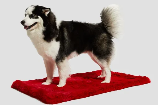В продаже появились коврики для домашних животных от GUESS Home и Le Tapis Rouge Paris В продаже появились коврики для домашних животных от GUESS Home и Le Tapis Rouge Paris