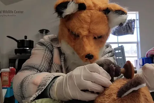В Вирджинии спасли новорожденного лисенка-сироту. Его выхаживают ветеринары, стараясь заменить маму. Для этого они даже надевают маску лисицы