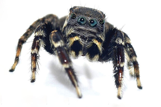 Ученые назвали новый вид пауков в честь Карла Лагерфельда
