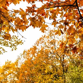 Климатолог рассказал, почему сдвинулся осенний сезон в Московском регионе