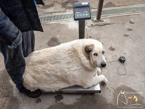 Съел собаку в деле