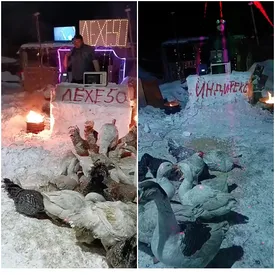 Деревенский диджей покорил TikTok вечеринками для гусей и кур. Он включает птицам треки «Пыяла», «Зима в сердце» и «Седая ночь»