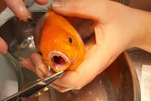 Британка вылечила свою золотую рыбку, сломавшую челюсть при попытке съесть соседа по аквариуму