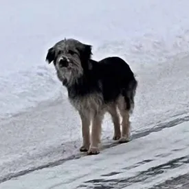 Собака сбежала из приюта в Ленобласти и скиталась по лесам несколько месяцев. В итоге она обрела дом в Финляндии