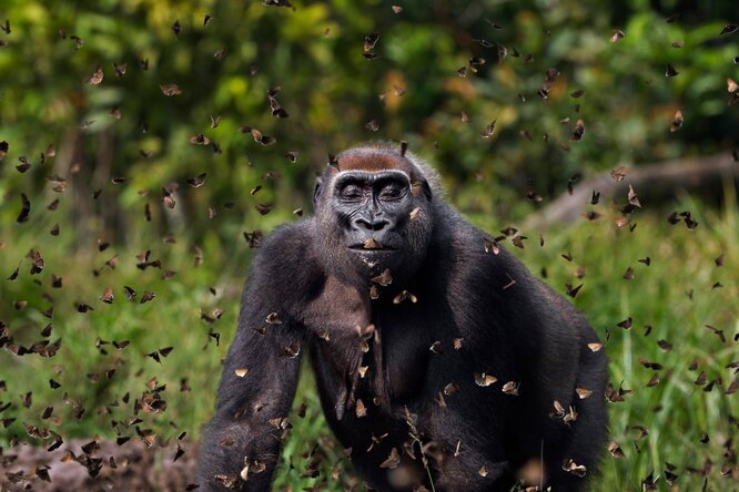 Grand prize: Anup Shah, UKA female western lowland gorilla, Malui, walks through a cloud of butterflies she has disturbed in Bai Hokou, Dzanga Sangha special dense forest reserve, Central African Republic. ‘I like photos that keep dragging you in. The face. Tolerance or bliss. It’s really hard to tell and the insects draw you there,’ said the celebrity judge Ben FoldsPhotograph: Anup Shah/TNC photo contest 2021