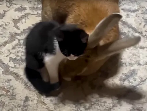 котенок и кролик