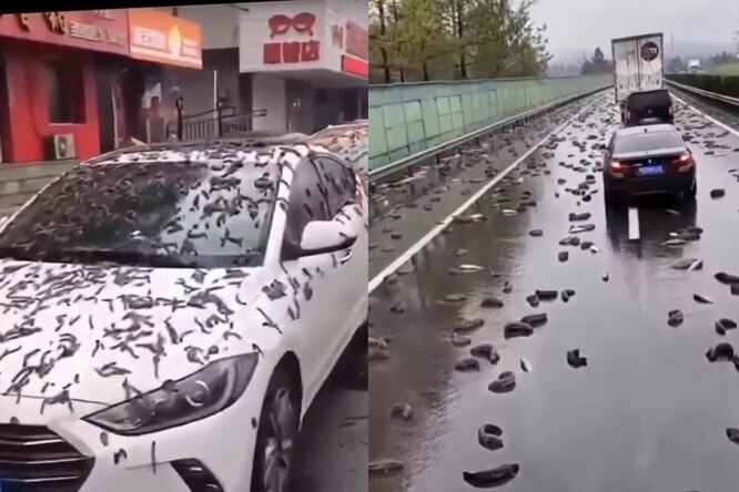 Дождь из червей (или слизней) — это к чему? В соцсетях обсуждают загадочное видео из Китая