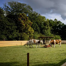 Австралийка ушла из OnlyFans и открыла свою ферму