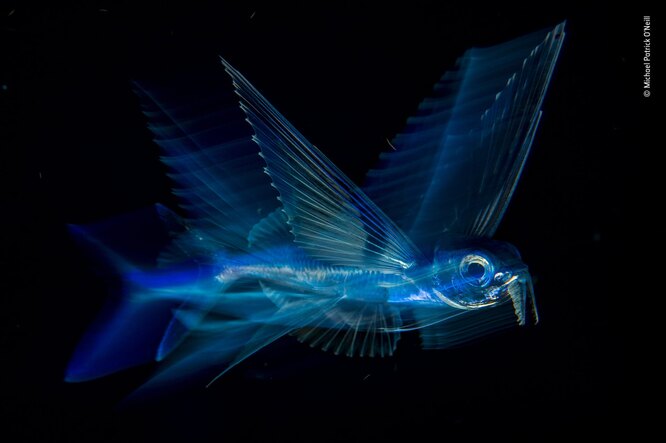 Награда за лучшую подводную съемку досталась американскому фотографу Майклу Патрику О’Нилу за фотографию летучей рыбы.