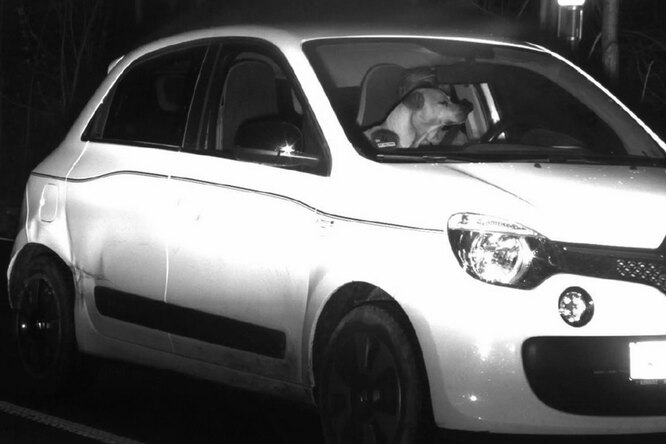 В Германии дорожная камера зафиксировала мчащуюся машину с собакой за рулем