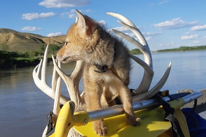 Канадец спас и откачал тонувшего койота. И 10 дней плавал с самым очаровательным спутником