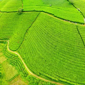 Ученые выяснили, что на Луне можно выращивать чай