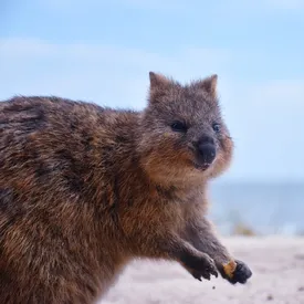 Исследование: просмотр видео с милыми животными может снизить уровень стресса на 50%