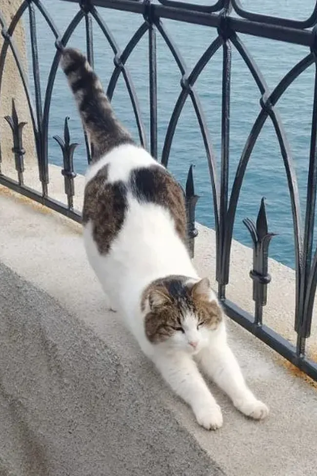 15 самых добрых и забавных новостей 2025 года