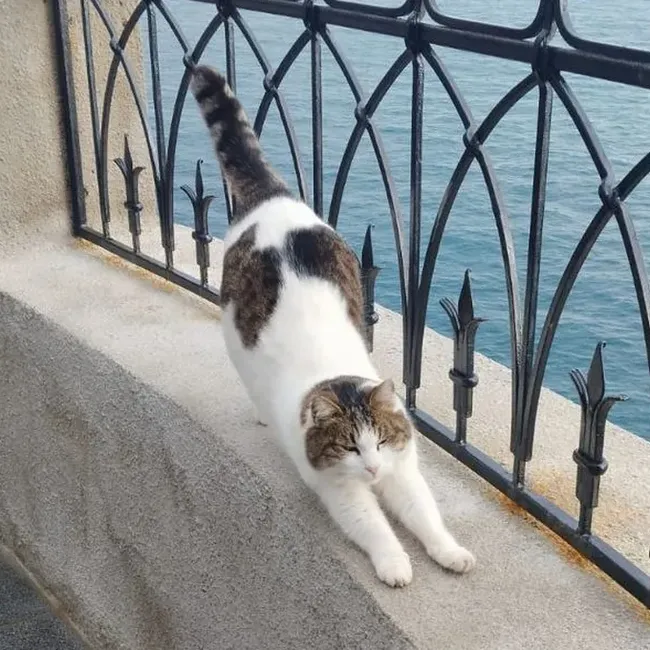 15 самых добрых и забавных новостей 2025 года