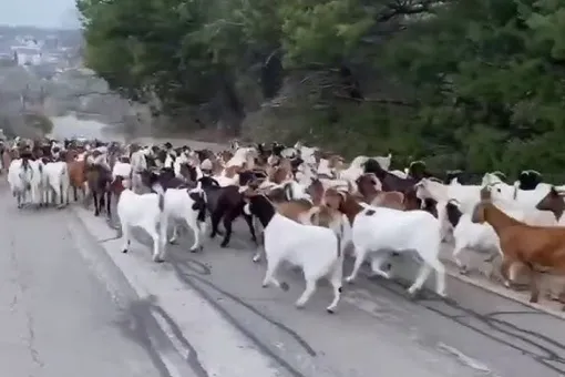 В Техасе из заповедника сбежали козы. Полицейским пришлось пасти десятки животных