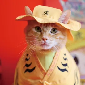 На Тайване кошка Микан работает «начальником» станции метро