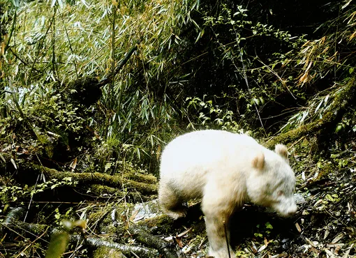 Фото с инфракрасной камеры, на котором впервые в истории удалось запечатлеть гигантскую белую панду, замеченную в Национальном природном заповеднике Волонг в провинции Сычуань, Китай, 20 апреля 2019 года (снимок опубликован 27 мая 2019 года)