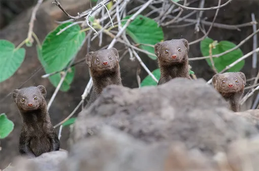 «Surprise Smiles.» Asaf Sereth/Comedy Wildlife Photo Awards 2020Sereth took the photo in Lake Bogoria, Kenya