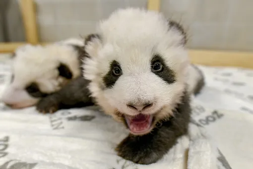 Берлинский зоопарк показал фото подрастающих панд-близнецов (и видео, где один из малышей готовится ко сну и икает)