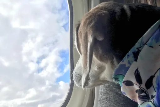 Авиакомпания S7 разрешила пассажирам перевозить своих домашних животных на соседнем кресле