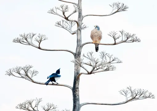 The Unwelcome Visitor by Salvador Colvée Nebot, (Spain)Over several months, Colvée Nebot watched various bird species use the dead flower spike of the agave in Valencia, Spain, as a perch before descending to a small pond to drink. A pair of common kestrels were frequent visitors though each time they came magpies would hassle themPhotograph: Salvador Colvée Nebot/2019 Wildlife Photographer of the Year