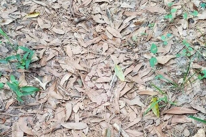 Сможете ли вы найти змею на фото